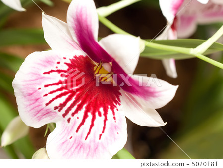 Close-up of cymbidium orchid blossom 5020181