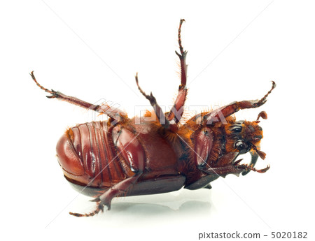 Macro Belly of rhinoceros or unicorn beetle Macro Belly of rhinoceros or unicorn beetle 5020182