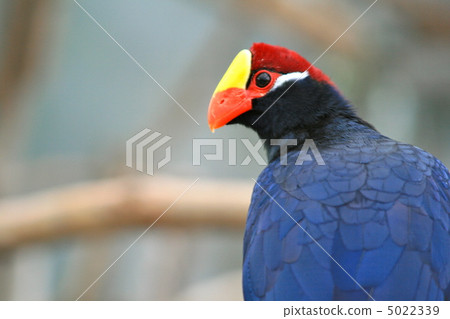 Nishimurasaki Eboshidori Up 5022339