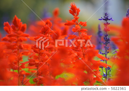 Salvia (red) Salvia (red) 5022361