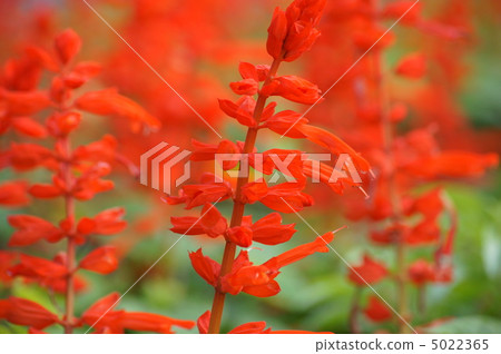 Salvia (red) 5022365