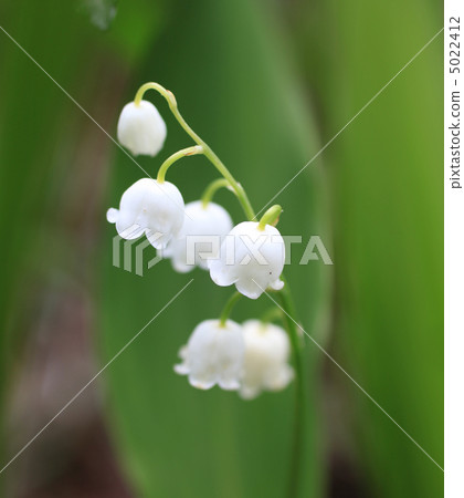 Lily of the valley Lily of the valley 5022412
