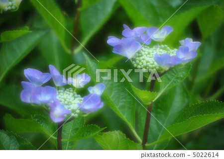 小額頭繡球花 5022614