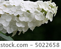 Kashiwaba hydrangea 5022658