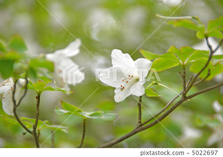 Goyo azalea Goyo azalea 5022697