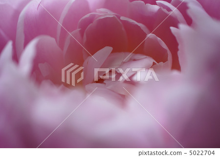 中國牡丹 花朵 花 5022704