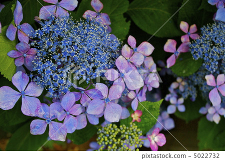 繡球 5022732
