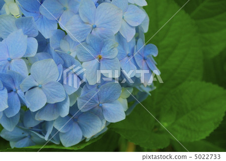 繡球 5022733