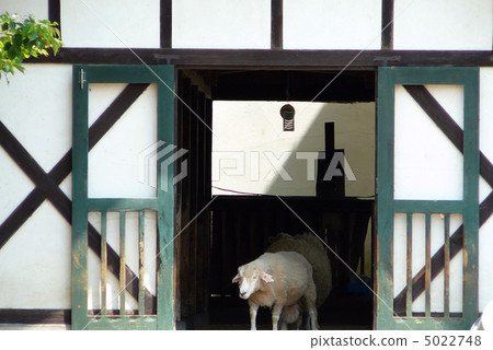 Sheep's sheep 5022748
