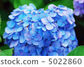hydrangea   5022860