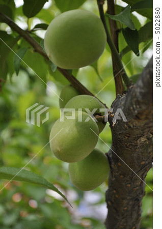 plum	 5022880