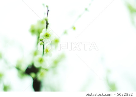 Green greens 5022882