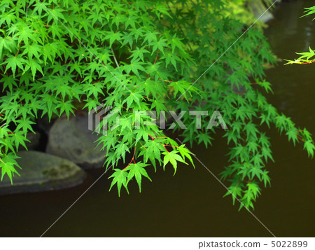 A blue maple 5022899