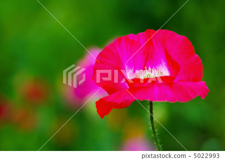 Red Shirley Poppy 5022993