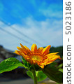 夏季！ ！ 5023186