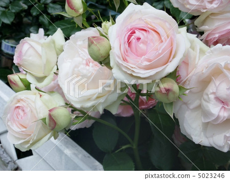 Pierre de Ronsar 5023246