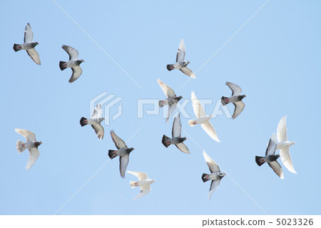  pigeon 5023326