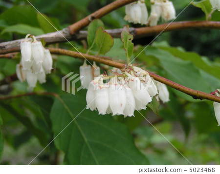 Flower of June of Showawa Flower of white Suzuya's jellyfish 5023468