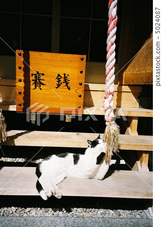 Cat's spirit 5024087