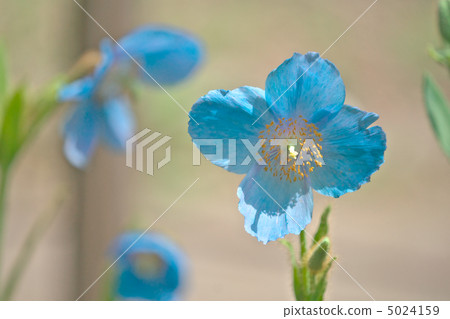 喜馬拉雅的罌粟 - 日光島根yano水生植物園 5024159