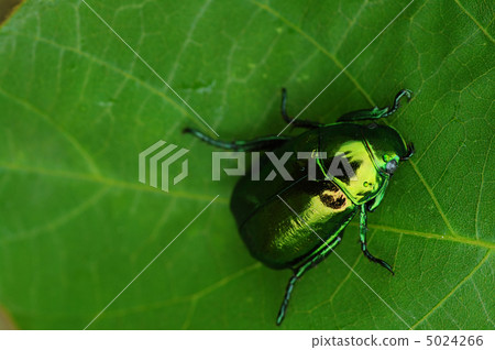 Scarab 5024266