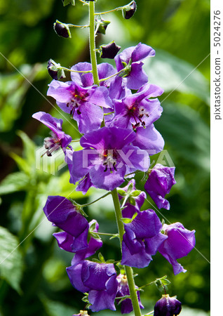 Purple Verbascum in full bloom in the garden in early summer Purple Verbascum in full bloom in the garden in early summer 5024276