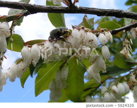 Sugano 's white flowers where bears are stopped in the blue sky are fragrant flowers 5024320