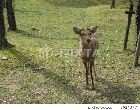 Deer Deer 5024377
