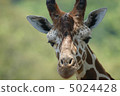 Giraffe  5024428