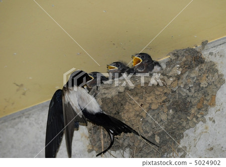 Swallow parenting 5024902