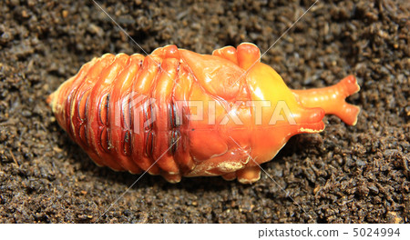 甲蟲蛹（雄性）[背面] 5024994