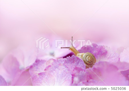 繡球花和蝸牛 5025036