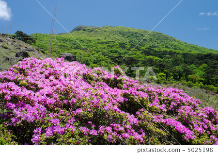 霧島的韓國山和Miyama Kirishima的花 5025198