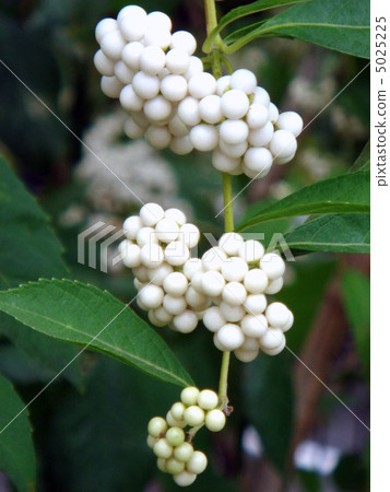 Shiloh Shikibu (white type section) 5025225