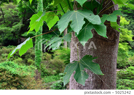 Tree · Magnaportheidae 5025242