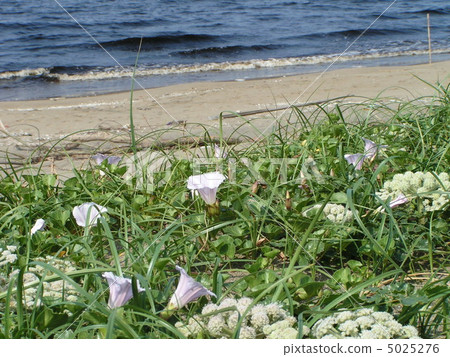 Toyoseki海岸的海洋和沙灘，錘子絞架和松鼠猴子 5025276