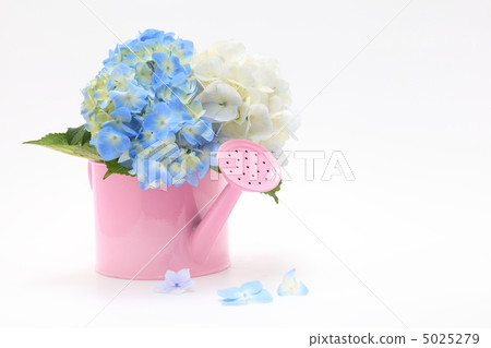 繡球花的花語是有動力的 5025279