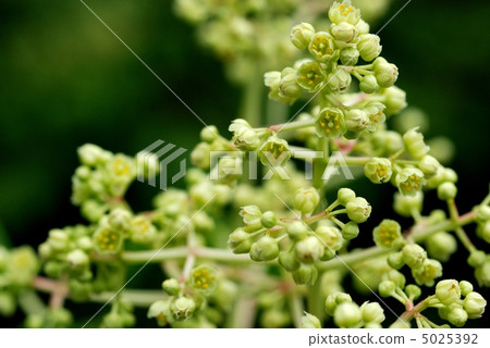 Gonzui 5025392