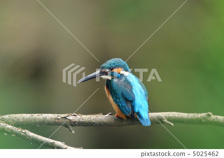 Kingfishes of the perch Kingfishes of the perch 5025462