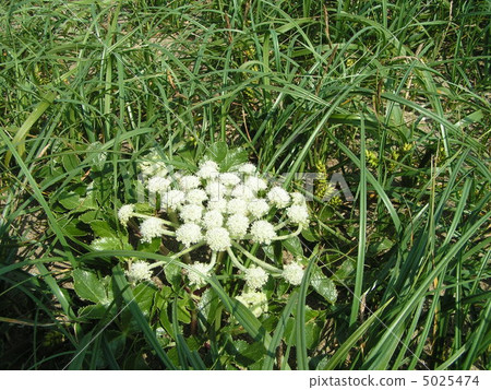 生長在Toyoshido海岸的很多螞蚱 生長在Toyoshido海岸的很多螞蚱 5025474