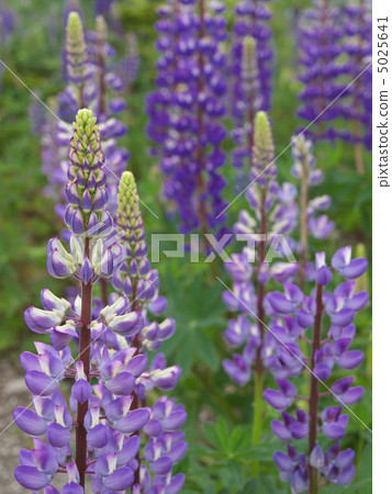  Lupine 5025641