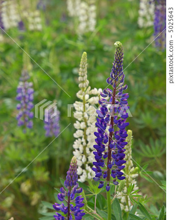 Lupine Lupine 5025643