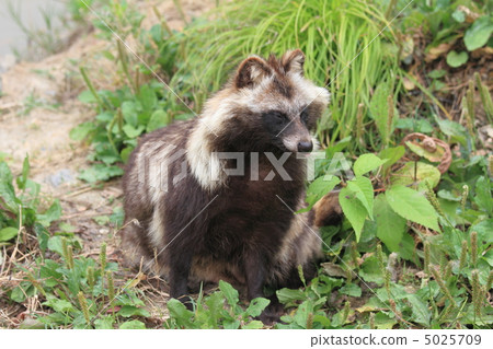 Hondo Tanuki Hondo Tanuki 5025709