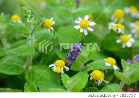 Lavender and chamomile Lavender and chamomile 5025787