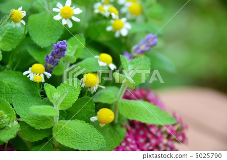 Lavender and chamomile Lavender and chamomile 5025790