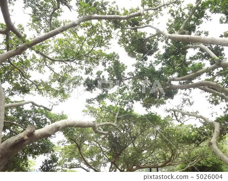 Banjumar Life Banjumar Life 5026004