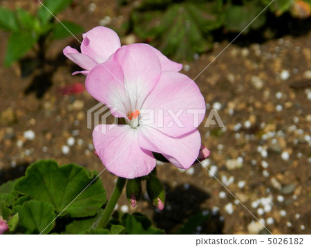 Geranium 5026182