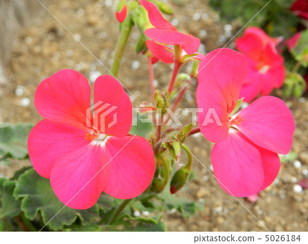 Geranium Geranium 5026184