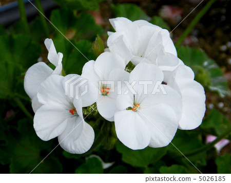 Geranium Geranium 5026185