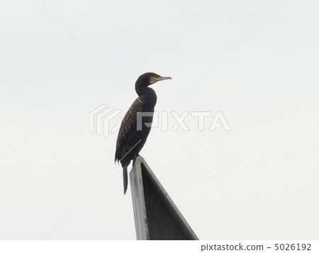 Resting of the hares Resting of the hares 5026192